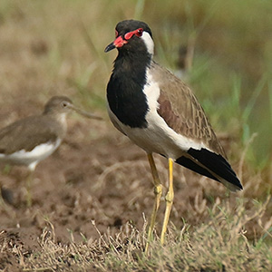 Red-wattled Lapwing